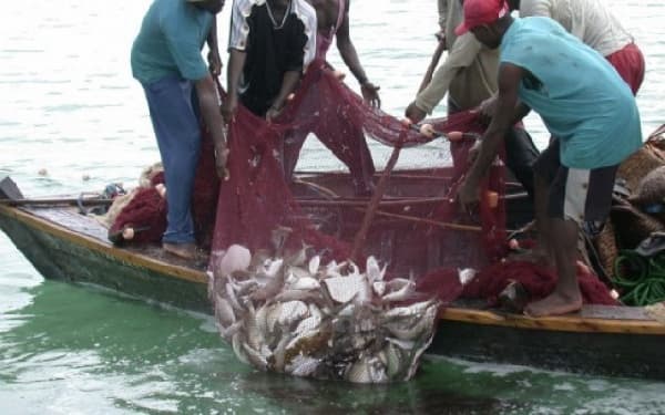 Ghana's Fisheries Reform: A Blueprint for Sustainable Growth