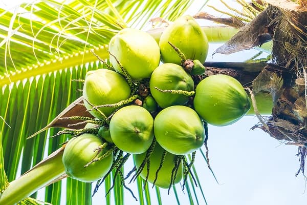 Ghana Targets 180,000 Acres: Coconut Export Revolution