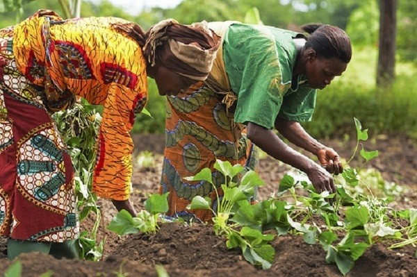 Ghana's Bold Move: 70,000 Farmers to Get Game-Changing Agri-Tech Access