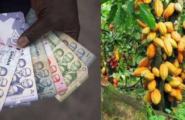 Cocoa notes take on Treasury bills for Ghanaian investor cash